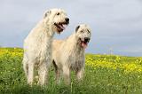 IRISH WOLFHOUND 071